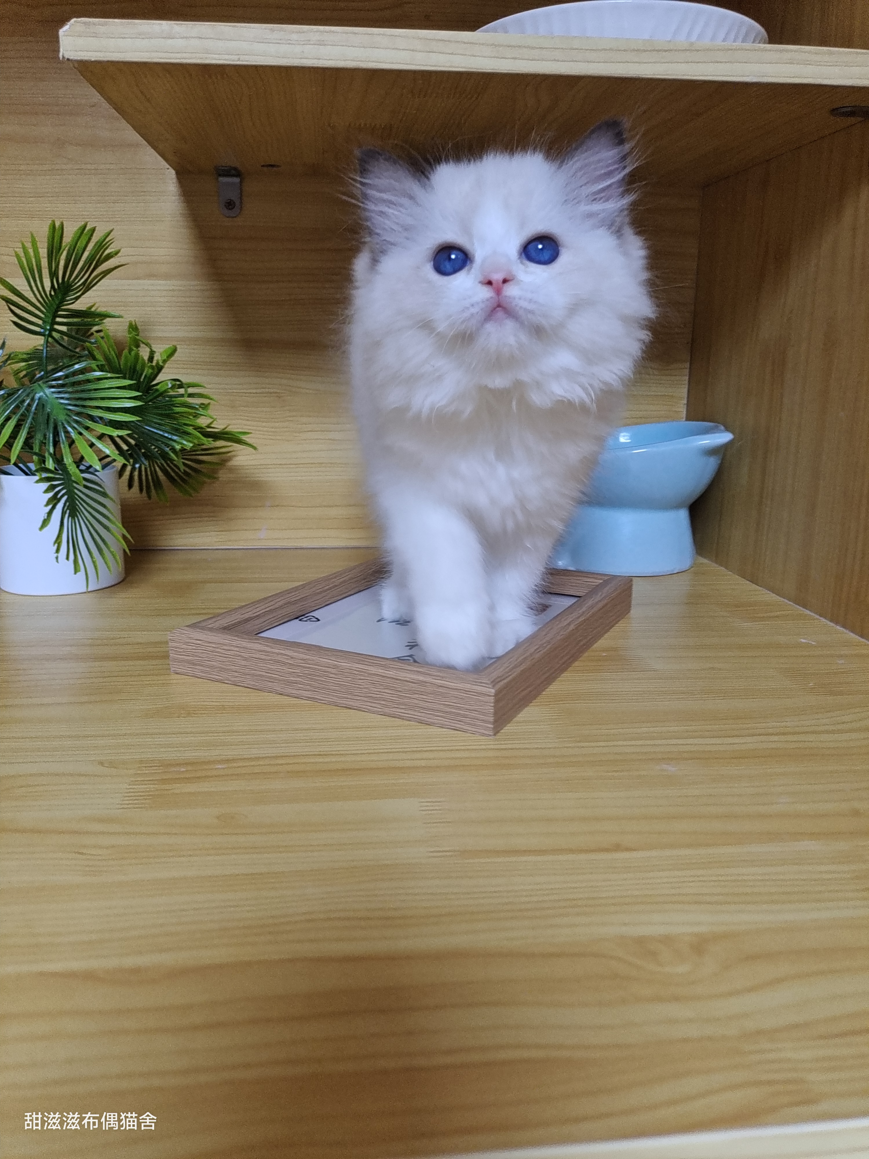 布偶猫弟弟，纯白色毛发，蓝色大眼睛